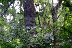 Also commonly known as golden silk spiders, these orb weavers can build webs up to three feet wide. Hiking In The Trails At University Of North Florida Dew On The Banana Spider Web Showed The Details Of The Web Master Spider Web Trail Nature