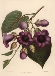 Image result for Argyreia nervosa