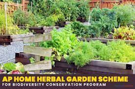 Implementation of home herbal garden initiative. Ap Home Herbal Garden Scheme For Biodiversity Conservation Program