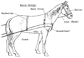 Animal Traction About The Author