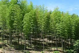 Image result for Oreobambos