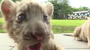 Watch in hd download in hd. Watch Twin White Tiger Cubs Play With Tourists Wthr Com