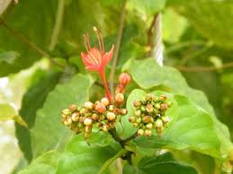 Image result for Clerodendrum splendens