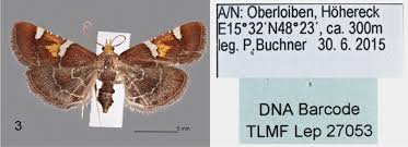 Image result for Pyralis lienigialis