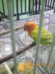 Find what you need at booking.com, the biggest travel site in the world. Lovebird Pasjo Palamas Jakarta Timur Jualo