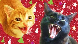 Cats Kittens Sing Christmas Song Christmas Cats Cats And Kittens Cats