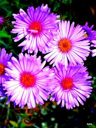 Francis Hamlin Obituary (2013)