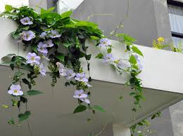 Image result for Thunbergia erecta