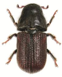 Mountain Pine Beetle Tree Canada