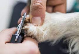 You may even just want to let your veterinarian or groomer do if you cut a nail and it bleeds, immediately apply some styptic powder and a small amount of pressure to the end of the nail. How To Cut Your Puppy S Nails