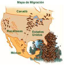 Biologia Ii Practica De Las Mariposas Monarcas