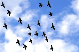 How far can you fly? Birds National Geographics Birds Flying Birds Flying Bird Flying Animation Birds Flying In The Sky