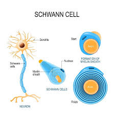 Messenger cells in your nervous system. Schwann Cells Biology Dictionary