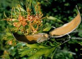 Image result for Strophanthus speciosus