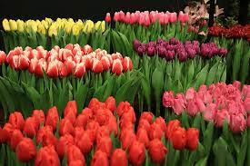 Alibaba.com offers 2,273 holland flowers products. Ø®Ø²Ø§Ù…Ù‰ Ø§Ù„Ø®Ø²Ø§Ù…Ù‰ Ø²Ù‡ÙˆØ± Ù‡ÙˆÙ„Ù†Ø¯Ø§ Ø§Ù„Ù‡ÙˆÙ„Ù†Ø¯ÙŠ Ø§Ù„Ù†Ø¨Ø§ØªÙŠØ© Ø§Ø²Ù‡Ø§Ø± Ø§Ù„Ø±Ø¨ÙŠØ¹ Ø²Ø§Ù‡Ù‰ Ø§Ù„Ø£Ù„ÙˆØ§Ù† Ù…Ù„ÙˆÙ†Ø© Ù…Ø±Ø­ Ø¹Ø±Ø¶ Ø§Ù„Ø²Ù‡ÙˆØ± ÙŠØ³ÙŠØ± Ø¬Ù†Ø¨Ø§ Ø¥Ù„Ù‰ Ø¬Ù†Ø¨ Pikist