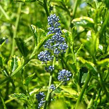 Check spelling or type a new query. Plant Encyclopedia Phoenix Perennials And Specialty Plants