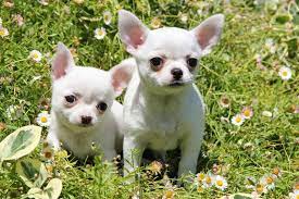 10 Curiosidades Sobre La Raza De Perro Chihuahua Te Dejaran Flipando Razas De Perros Chihuahua Perros Chihuahua Razas De Perros