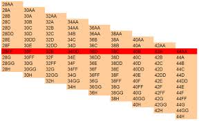 punctual 34h bra size chart 2019