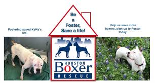 Boxers entering tbro are often sick or injured, some are suffering from neglect or abuse. Houston Boxer Rescue