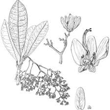 Image result for Octolepis decalepis