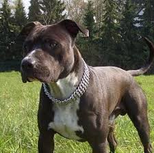 Complete list of akc recognized dog breeds. American Staffordshire Terrier Kaufen Hund Welpen Zucht
