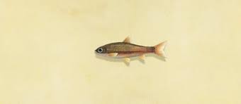 Animal Crossing New Horizons: All Fish Selling Prices - Hold To Reset