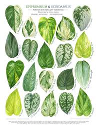 Pothos Species Print Epipremnum And Scindapsus Varieties In 2020 Pothos Plant Plants House Plants Indoor