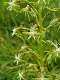 Image result for Habenaria humilior