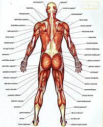 Build muscle, lose fat & stay motivated. Human Anatomy Back Koibana Info Human Anatomy Chart Muscle Anatomy Lower Back Anatomy