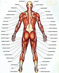 It runs from the back of the related posts of back muscles chart canine muscle anatomy. Human Anatomy Back Koibana Info Human Muscle Anatomy Human Anatomy Chart Human Body Muscles