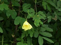 Image result for Bauhinia tomentosa