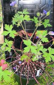 Image result for Geranium bohemicum Orhcid Blue