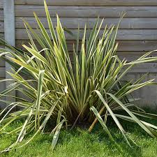 Image result for Phormium