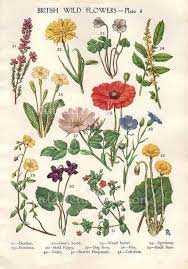 Pin By Jill Diaz On Art Botanical Botanical Drawings Vintage Botanical Prints British Wild Flowers