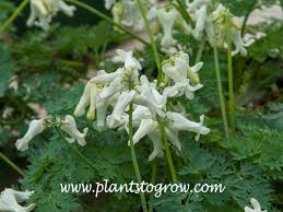 Image result for Fumariaceae