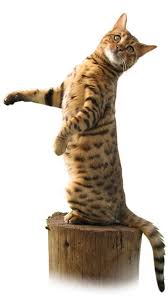 What are the differences between bengal cats and other tabby cats? Bengal Dogs And Cats Wiki Fandom
