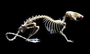 Rice Rat Skeleton Oryzomys Palustris Skeleton This Is Not Flickr