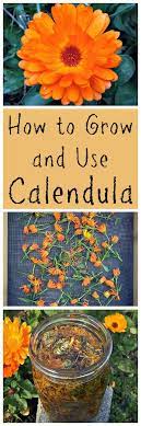 How To Grow And Use Calendula Medicinal Herbs Garden Medicinal Herbs Plants