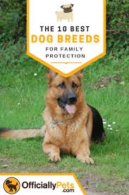 The 10 Best Guard Dog Breeds For Your Family S Protection In 2020 Best Guard Dog Breeds Guard Dogs Guard Dog Breeds