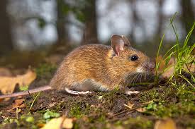 Henipaviruses are naturally harboured by pteropid fruit bats (flying foxes) and microbats of several species. Does Rubella Virus Have An Animal Origin Friedrich Loeffler Institut