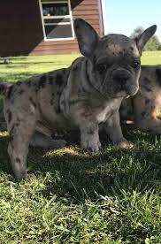 French Bulldog Puppies Blue Merle Sable Merle Brindle Well Socialized Wisconsin Ready A French Bulldog Puppies Bulldog Puppies Brindle French Bulldog