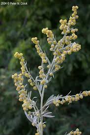 Image result for Artemisia sp.no.1