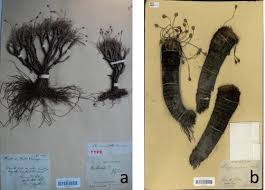 Image result for Bulbostylis scabricaulis