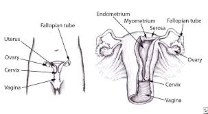 Uterine Endometrial Cancer Symptoms Staging Treatment