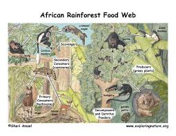 Land Food Webs | Office For Climate Education