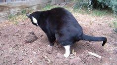 Hat eine fremde katze an die eigene haustüre uriniert, dann kann dies zu einem größeren problem werden. Nachbarkatzen Werden Mit Diesem Trick Bestimmt Nicht Mehr Wiederkommen Auch Wenn Wir Tiere Alle Toll Und Niedlich Finden Dann Wisse Katzengarten Katzen Tiere