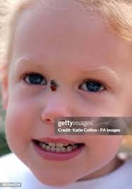 527 Grace Collins Stock Photos, High-Res Pictures, and Images