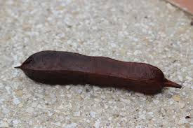 Image result for Amblygonocarpus