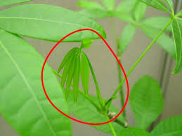The money tree is hardy and extremely tolerant of low light and dryness. Pin By Kathy Wood On Garden Money Tree Plant Money Tree Plant Care Pachira Money Tree