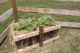Place the bale at one end of the garden and clip the ties that run around the bale. Creating A Gorgeous Straw Bale Garden With Only Straw Bales Pallets Straw Bale Gardening Vegetable Garden Raised Beds Pallets Garden